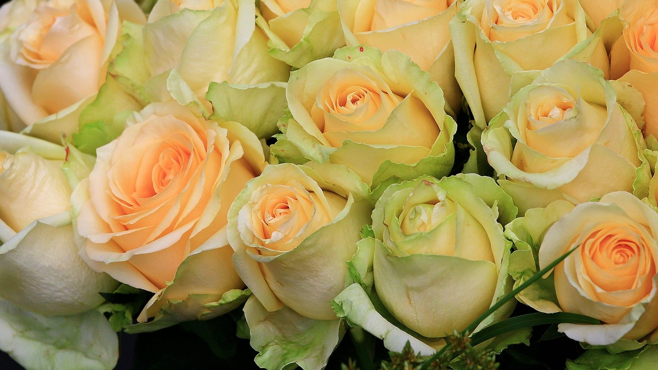 Yellow Flowers