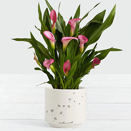 Potted Pink Calla Lily